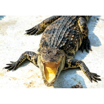 Krokodil 3D Postkarte 15 x 10,5 cm